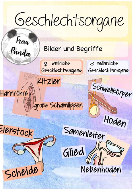 omas muschi|Alles über die Vagina: Anatomie und Entwicklung im Laufe der。